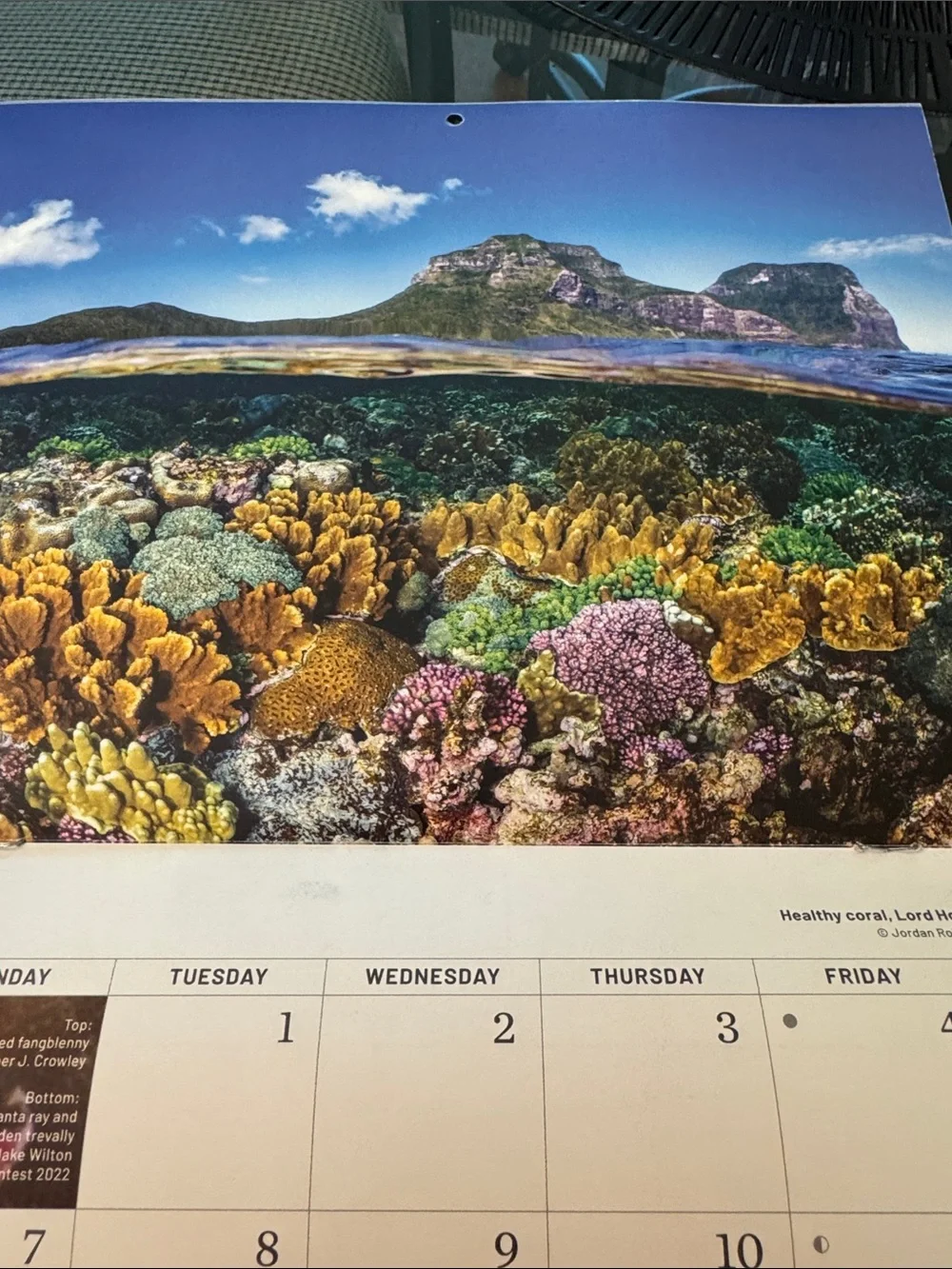 2025 Polar Bear Wall Calendar - Pink Floral Cover